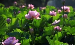 六月美句经典的话