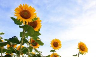 向日葵的人生 向日葵的人生